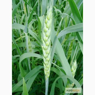 Семена яровой пшеницы Тризо элита