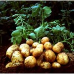 Продаем Картофель посевной сорт Витара 1 размножение