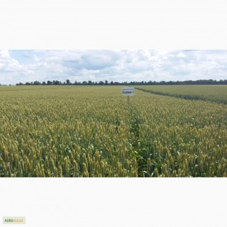 Семена озимой пшеницы сорт Ростовчанка 5 РС-1