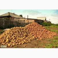 Продаем картофель