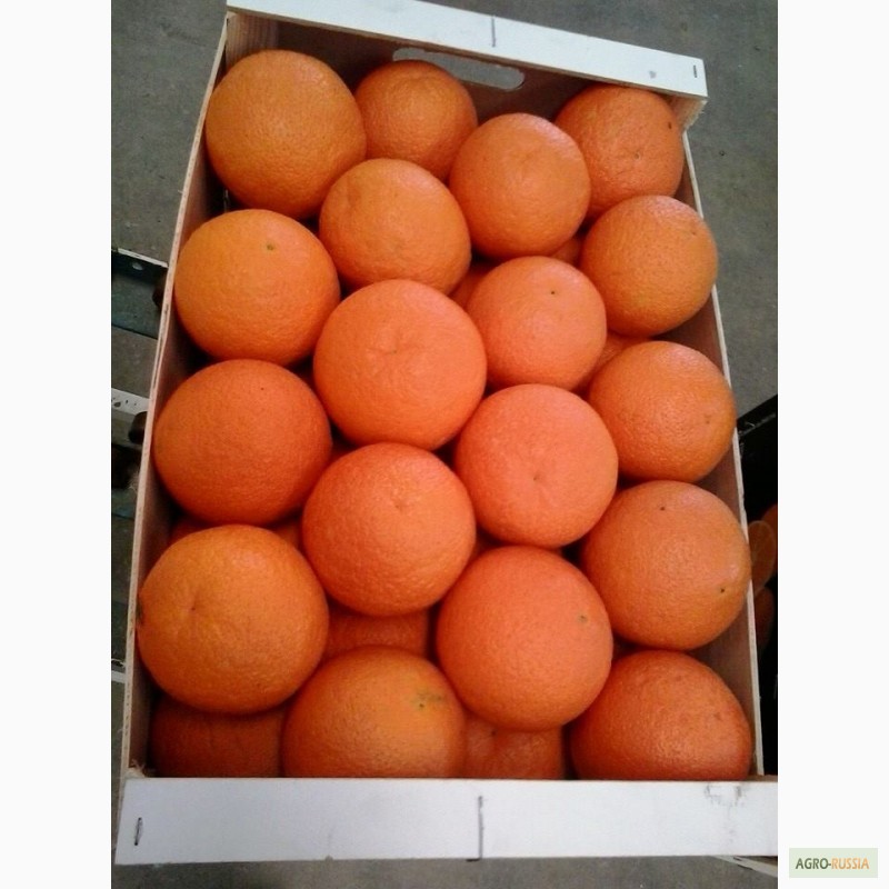 Фото 2. Апельсины сорта Марок Лейт