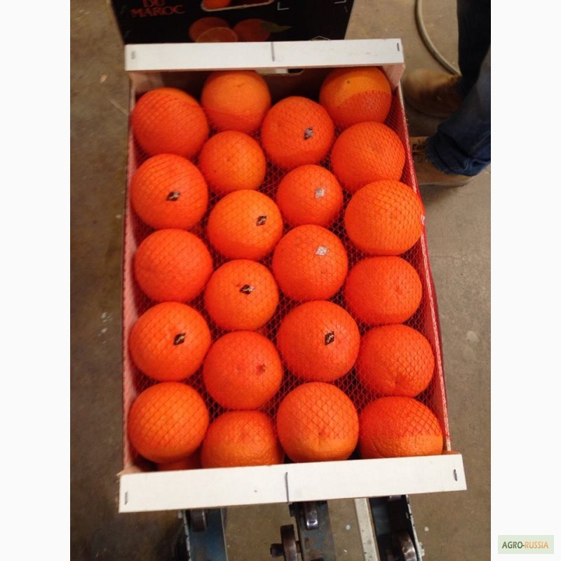 Фото 3. Апельсины сорта Марок Лейт