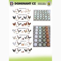 Инкубационное яйцо бройлера, кур несушек, индейки, утки, цесарки, перепела и гуся