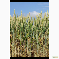 Продам пшеницу озимую фуражную, сорт Московская 39, новый урожай