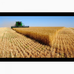 Продам пшеницу озимую фуражную, сорт Московская 39, новый урожай