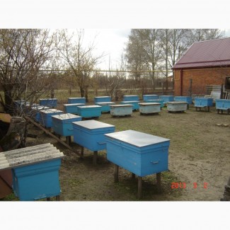 Продам пчелопакеты в апреле 2018г