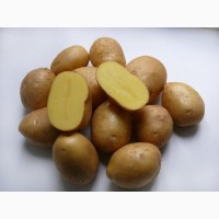 Картофель оптом, калибр 45