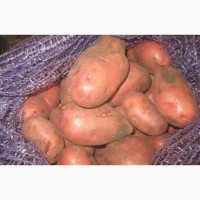 Картофель оптом, калибр 45