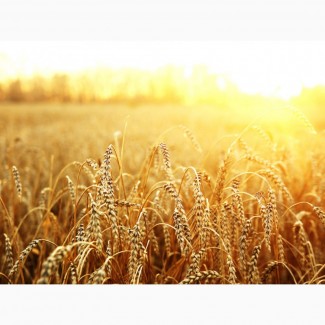 Зерно Пшеницы Продовольственной 3класс