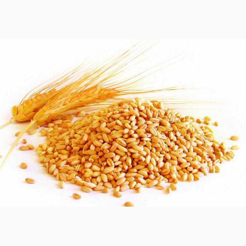 Фото 3. Зерно Пшеницы Продовольственной 3класс