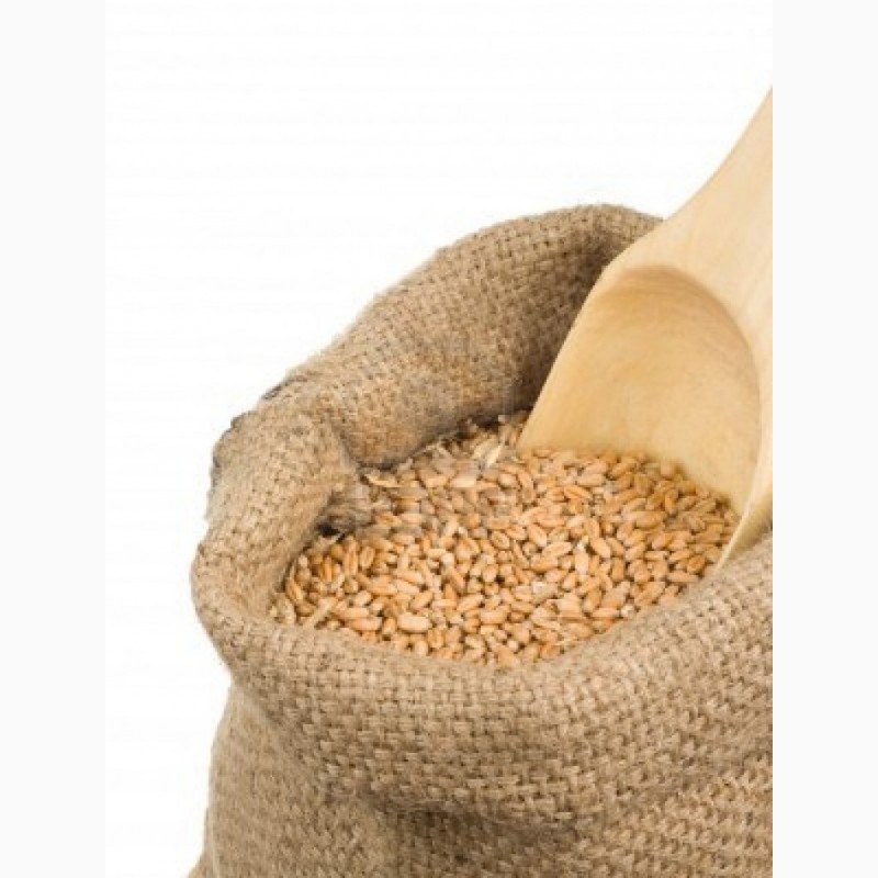 Фото 7. Зерно Пшеницы Продовольственной 3класс