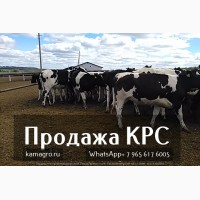 Продажа племенных нетелей молочных пород КРС в Казахстане