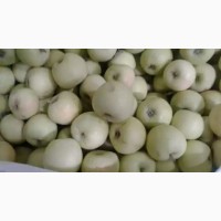 Продам яблоки, Белый налив (Туркменистан) оптом не дорого