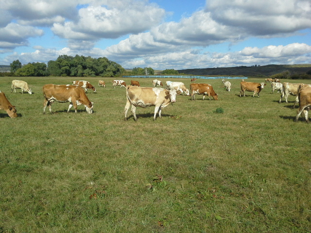 Фото 2. Коровы на убой 450 - 600 кг