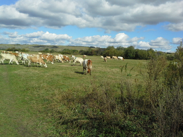 Фото 5. Коровы на убой 450 - 600 кг
