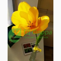 Желтые тюльпаны к 8 Марта