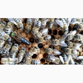 Продам Пчеломатки Карпатка из Мукачево