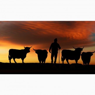 Продаю коров Калмыцкой породы живым весом на убой