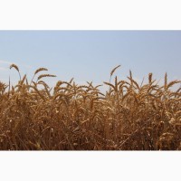 Семена озимой мягкой пшеницы сорт Таня ЭС