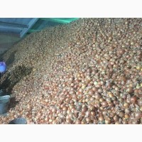 Продам лук репчатый оптом в Ростовской области