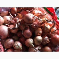 Продам лук репчатый оптом в Ростовской области