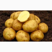 Семенной картофель Даренка
