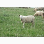 Продаются Овцы породы Северо Кавказская мясо шёрстная «Тексель»