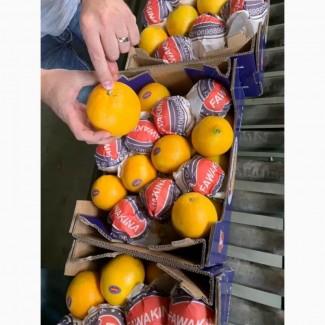Апельсины оптом из Сирии напрямую от производителя