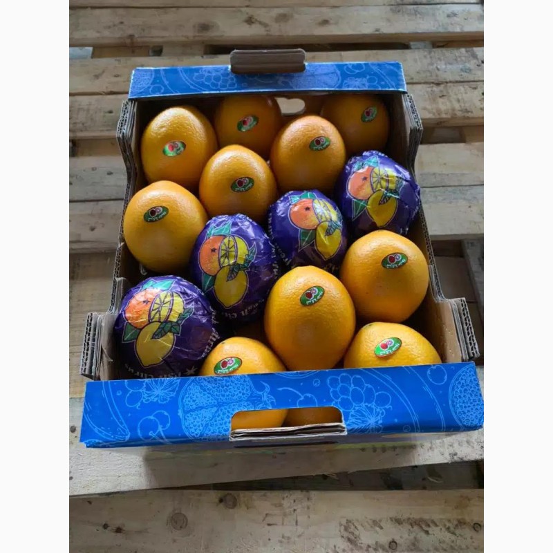 Фото 2. Апельсины оптом из Сирии напрямую от производителя