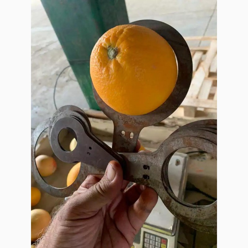 Фото 3. Апельсины оптом из Сирии напрямую от производителя