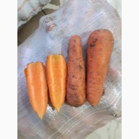 Продаем Морковь