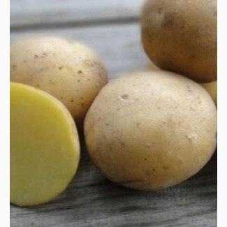 Картофель от производителя семенной