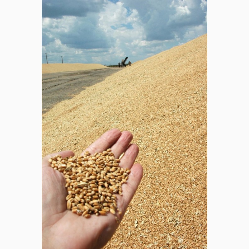 Фото 2. Пшеница 12, 5. Экспорт из России во все страны мира