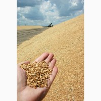Пшеница 12, 5. Экспорт из России во все страны мира