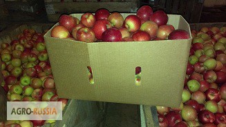 Продаем яблоко с собственного сада
