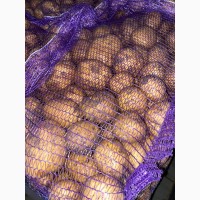 Продаем продовольственный картофель, сорт Коломбо