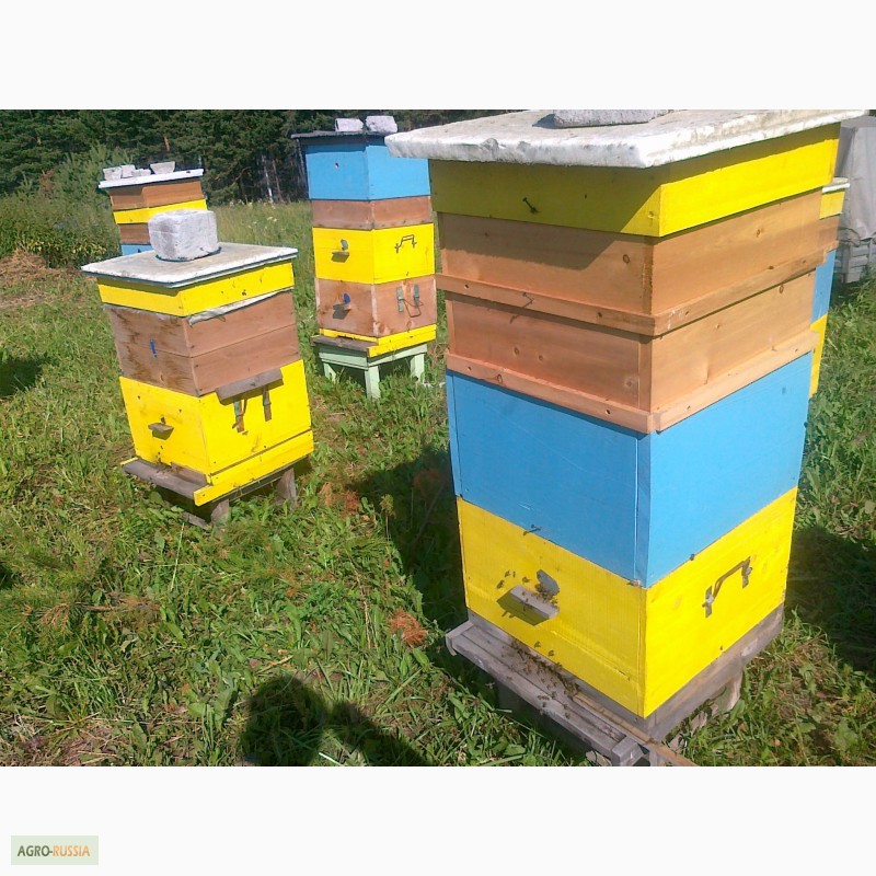 Фото 4. Пчелопакеты пчелы
