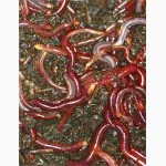Красные калифорнийские черви