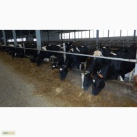 Продажа Совхоза. Молочное животноводство