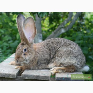 Кролики-гиганты породы: Фландр, Ризен, Бельгийский Баран. Красноярск.