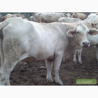Продам коров и первотёлок породы Шароле