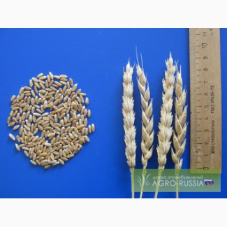 Семена яровой пшеницы, ячменя, люцерны