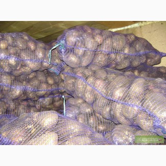 Картофель Розара, Удача, Пикассо оптом, в сетках по 25кг, от 7 руб/кг