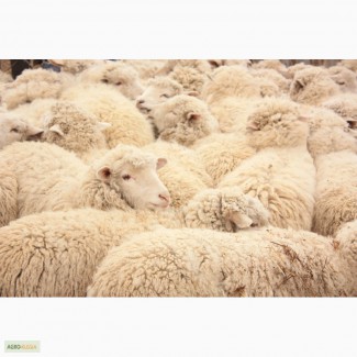 Продам племенных баранов овец Горно-Алтайской породы