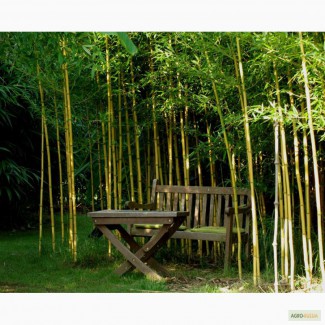 Семена бамбука Phyllostachys aureosulcata f. spectabilis