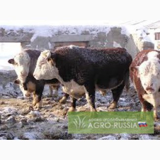 Бычки и коровы на мясо в Казань
