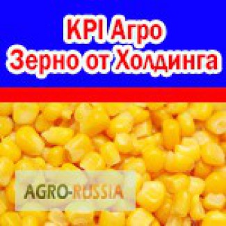 Кукуруза (кормовая и на зерно) без ГМО от Агрохолдинга КиПиАй. Скидки