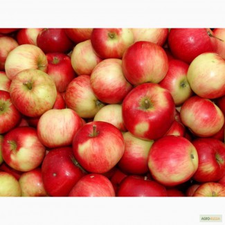 Краснодарские яблоки