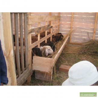 Частная ферма предлагает баранов живым весом!