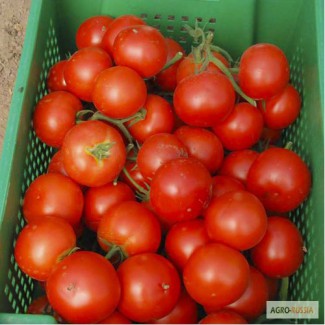 Продам помидоры (сорт примадонна, махитос)